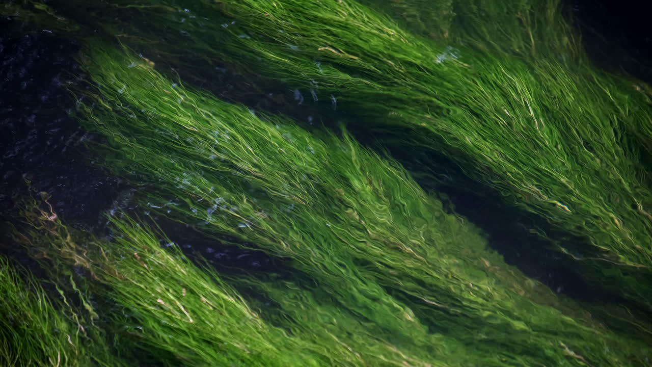 пышная зеленая речная трава колышется на стрелке текущей реки недалеко от алчестера в уорикшире, великобритания