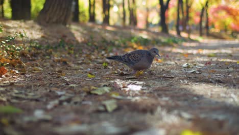 dove in autumn forest