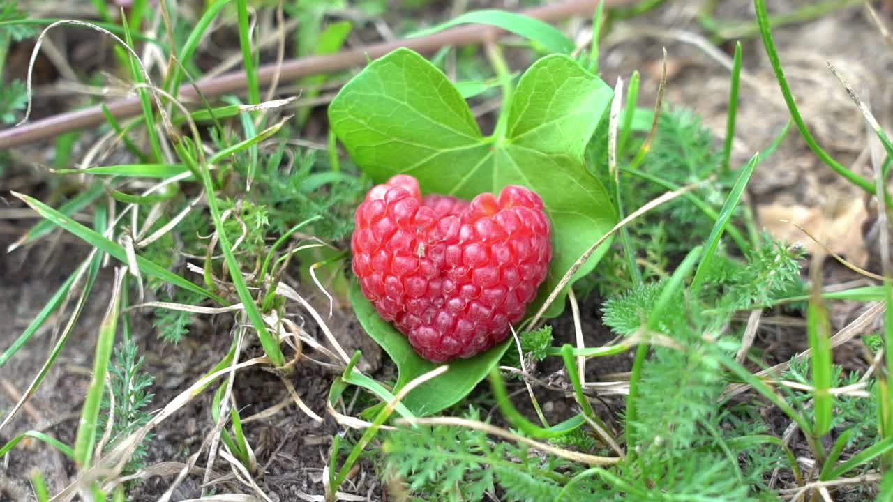 풀이 있는 심장 모양의 신선한 라즈베리 휴게소를 가까이서 볼 수 있습니다.