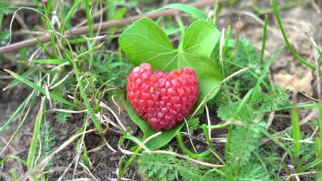 close up view of heart shaped fresh raspberry resting ground with grass