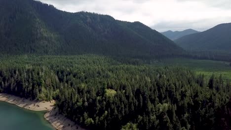 lush green coniferous trees in the beautiful mountain by the lake in olympic national forest surrounding olympic national park in washington - aerial drone ascend