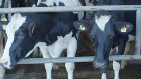 dairy farm cows indoor in the shed