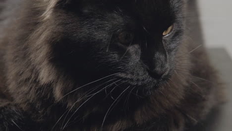 Close-up-shot-of-black-alerted-maine-coon-cats-face