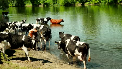 white and black cows on river