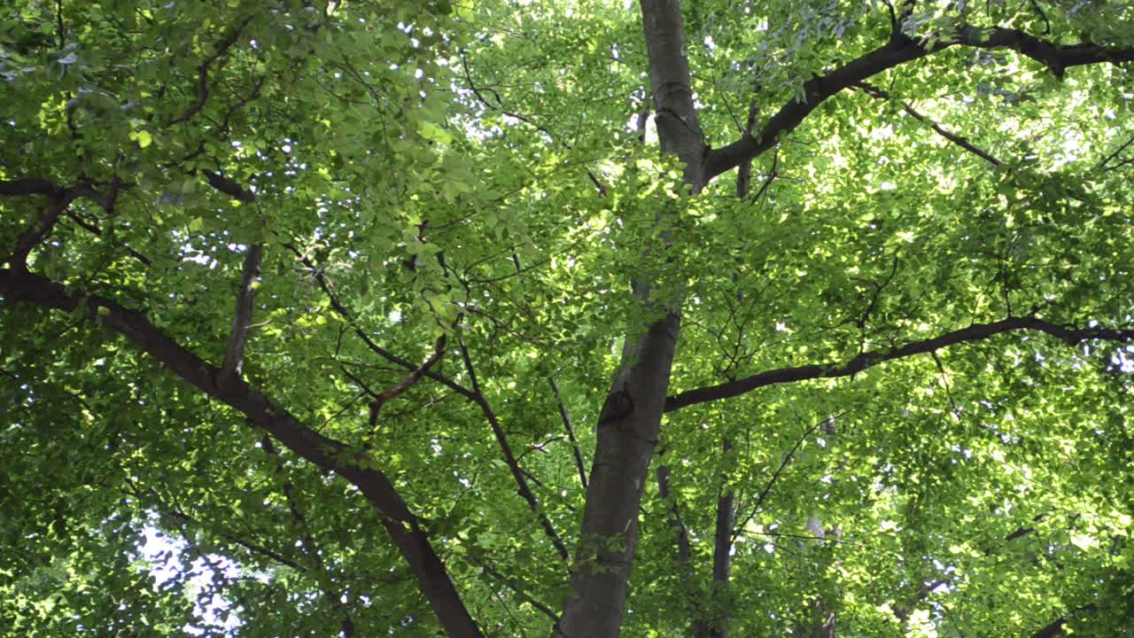 美麗夏日樹林。夏季拍攝