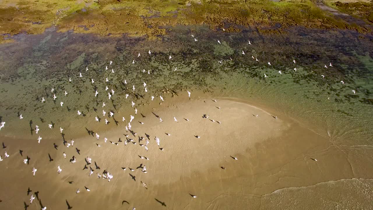 공중, 높은 각도, 썰물 모래톱, 바위가 많은 지점, 푸에르토 페냐스코, 캘리포니아 만, 멕시코에서 이륙하는 큰 무리의 갈매기