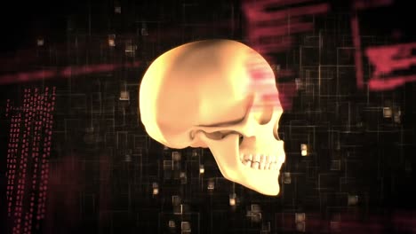 human skull and program codes