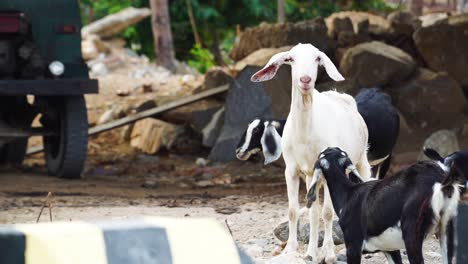 rural goats wondering a construction site in vin hy vietnam