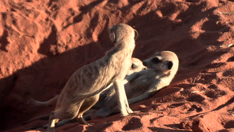 meerkats lie relaxed outside at the entrance to their den in the red sand