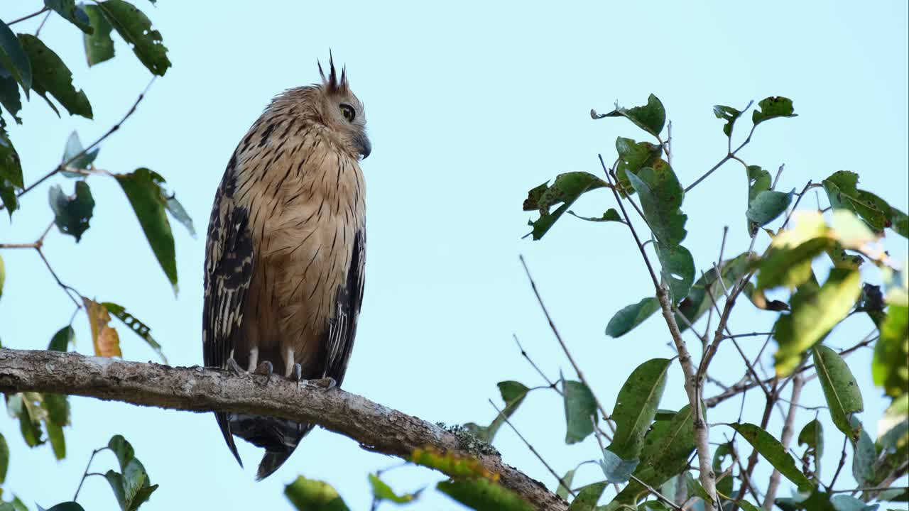 visto mirando hacia la derecha mientras la cámara hace zoom hacia afuera deslizándose hacia la izquierda, buffy fish owl ketupa ketupu, tailandia