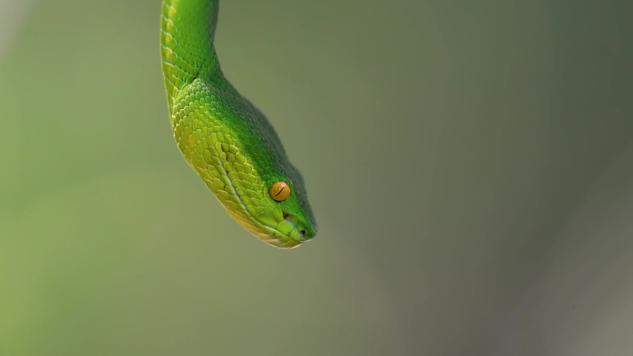 белощекая питвипер - ядовитая питвипер, эндемик юго-восточной азии, часто встречается ночью, поджидая на ветке или сучьях дерева вблизи водоема с большим количеством пищи.