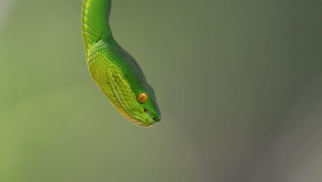 la víbora de labios blancos es una víbora venenosa endémica del sudeste asiático y a menudo se encuentra durante la noche esperando en una rama o rama de un árbol cerca de un cuerpo de agua con muchos alimentos