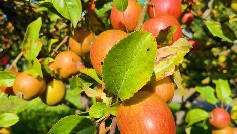 4k 30fps slowmotion cinematic close-up view of apple trees full of apples