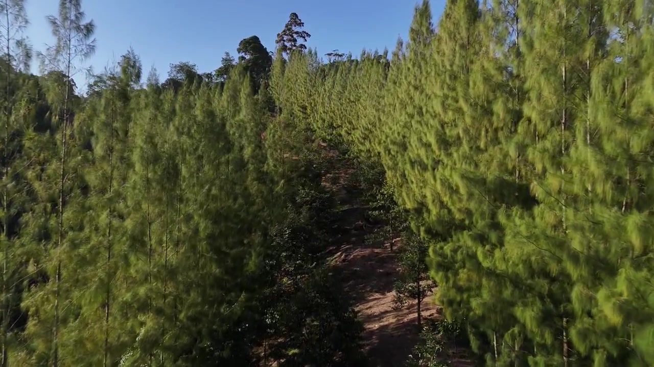 Volare vicino tra gli alberi a Koh Samui