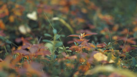 colorful autumn undergrowth in norwegian tundra