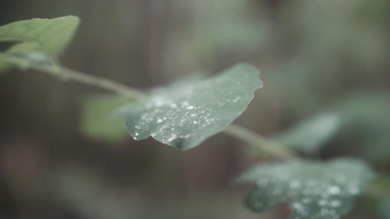 무성한 녹색 초목 잎 가까이 매크로 비 방울