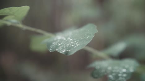 lush green vegetation leaves close up macro rain drops