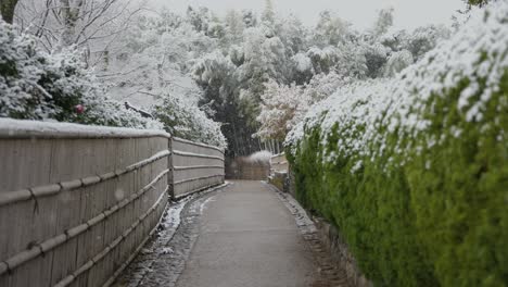 sagano bamboo forest path in kyoto with snow, winter scene with no people