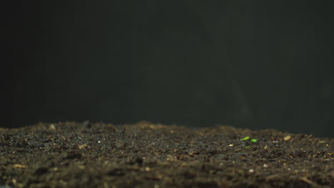 time lapse sequence of rosemary plant growing in garden soil