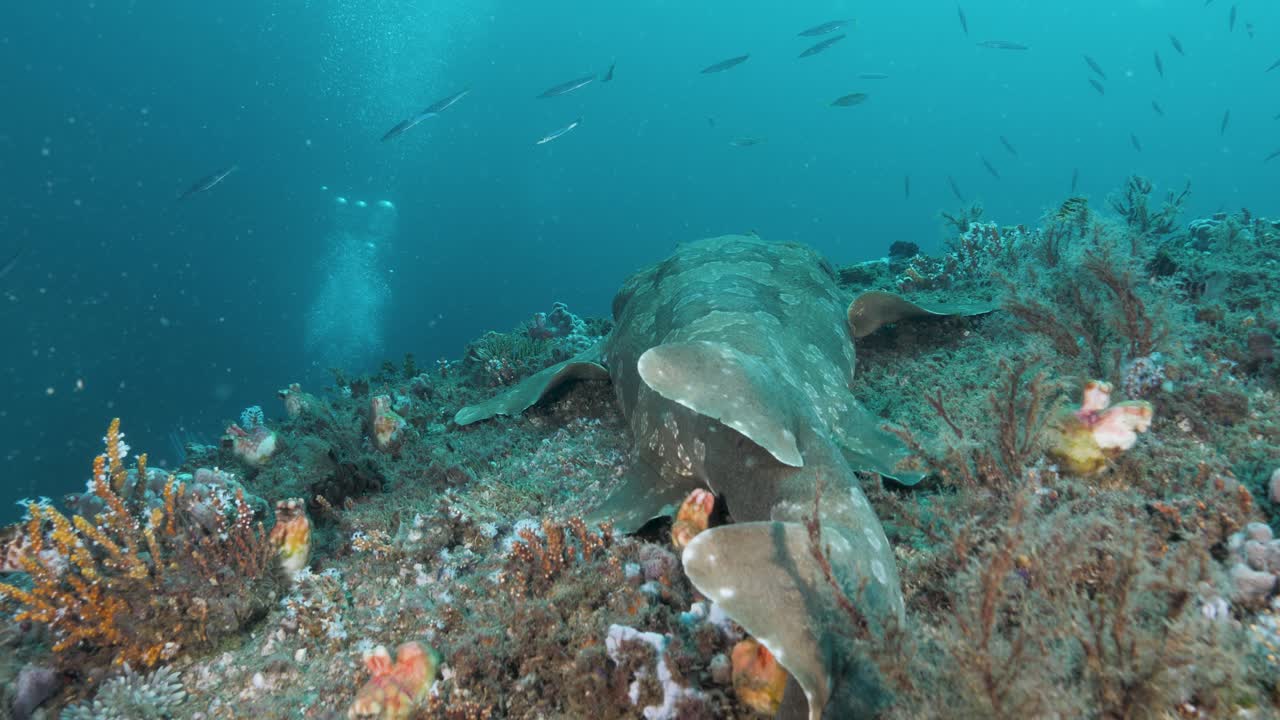 un buzo que inspecciona un proyecto de infraestructura submarina perturba a un tiburón que descansa