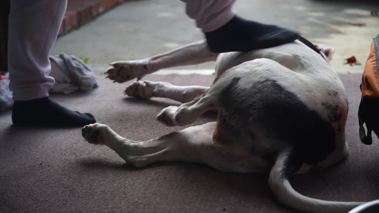 캘리포니아 동물, 야생 동물