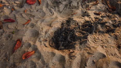 leatherback turtles hatchlings coming out the sand and going to start their ocean life