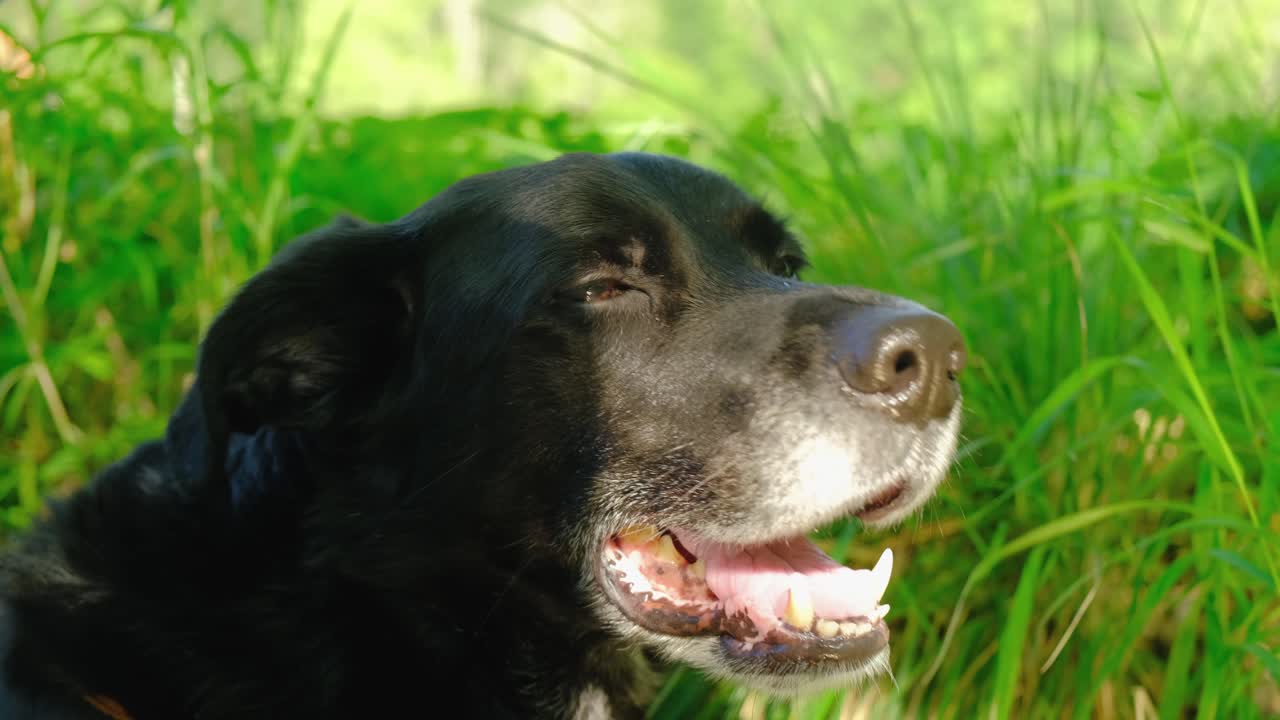 푸른 잔디밭 4k 근처의 검은 개 초상화