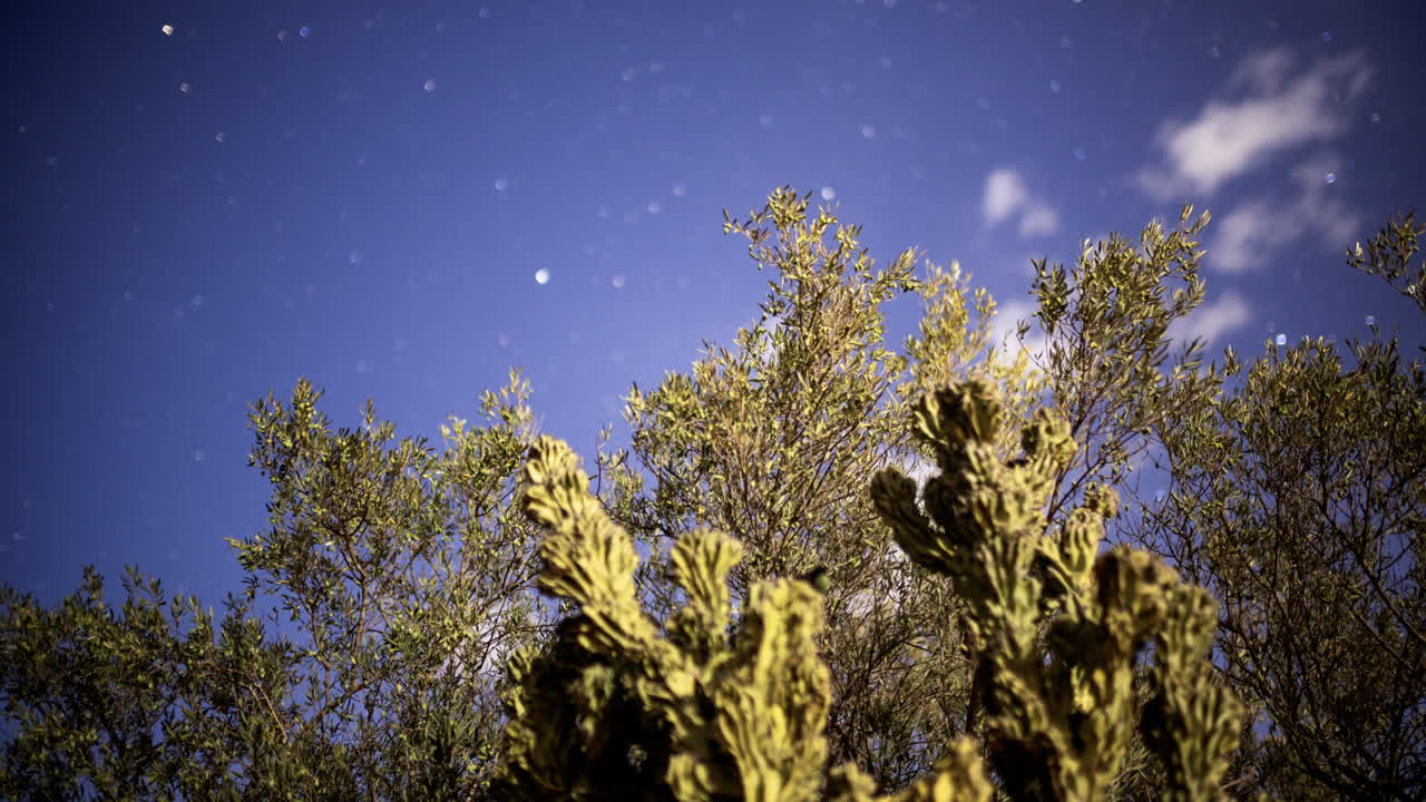 스페인에서 선인장을 전경으로 한 스타랩스