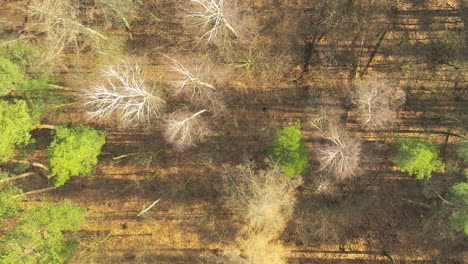 An-aerial-perspective-over-a-forest-area-captures-the-texture-of-the-forest-floor-with-patches-of-sunlight,-highlighting-the-stark-contrast-between-living-green-trees-and-lifeless-white-trees