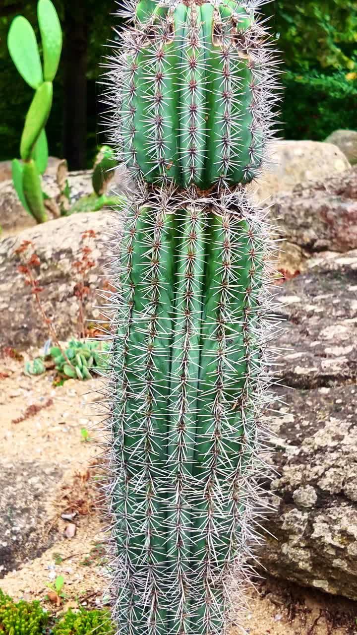 Pachycereus Pringlei cactus, green ribbed texture and dense white spines in botanical garden. Vertical format, close-up, pedestal-down