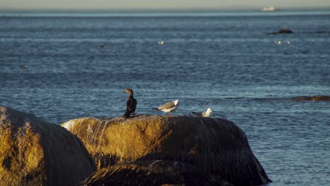 Vögel-Sitzen-Auf-Einem-Felsen