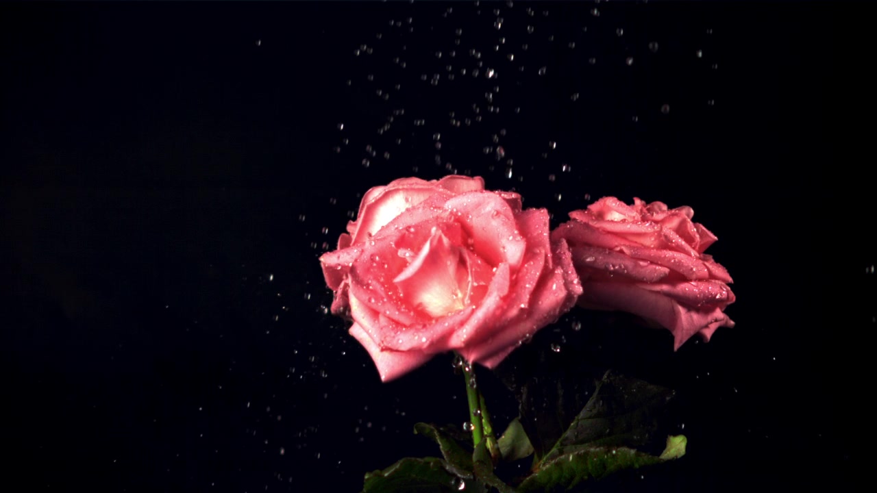 Rose rosa con goccioline d'acqua che cadono su sfondo nero al rallentatore.