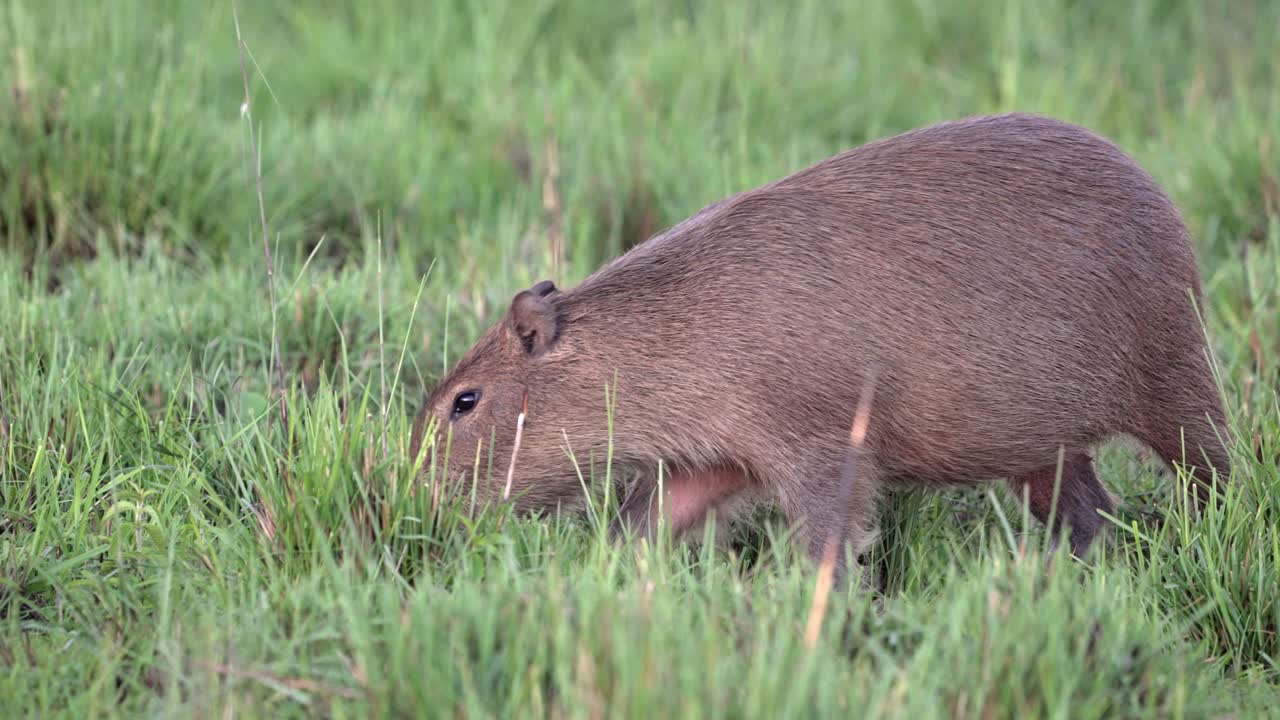 Side view of capybara grazing in tall green grass in Parque Nacional Ibera, Corrientes, Argentina