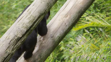 sun bear walks to top of log