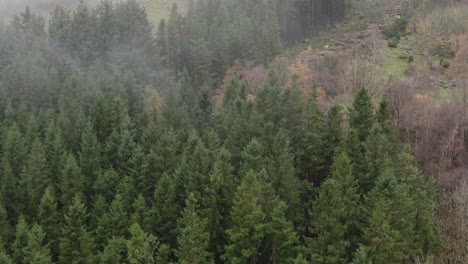 aerial view of coniferious forest on foggy autumn day in countryside of norway