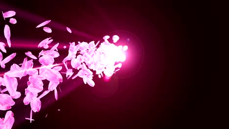 spin of cherry blossoms,cg animation, loop