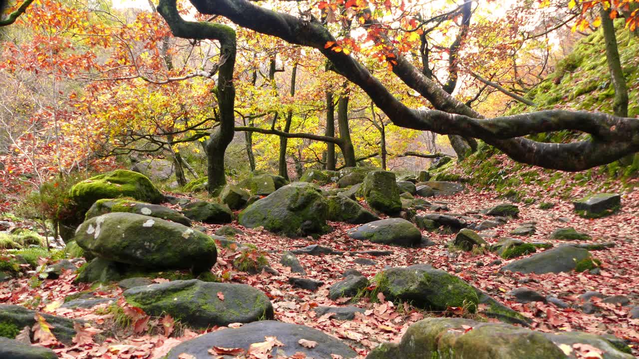 un bosque sereno de otoño e invierno con un arroyo tranquilo, robles dorados y hojas caídas en el paisaje tranquilo