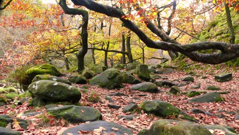 A-serene-autumn-winter-woodland-with-a-calm-stream,-golden-oak-trees,-and-fallen-leaves-in-the-tranquil-landscape