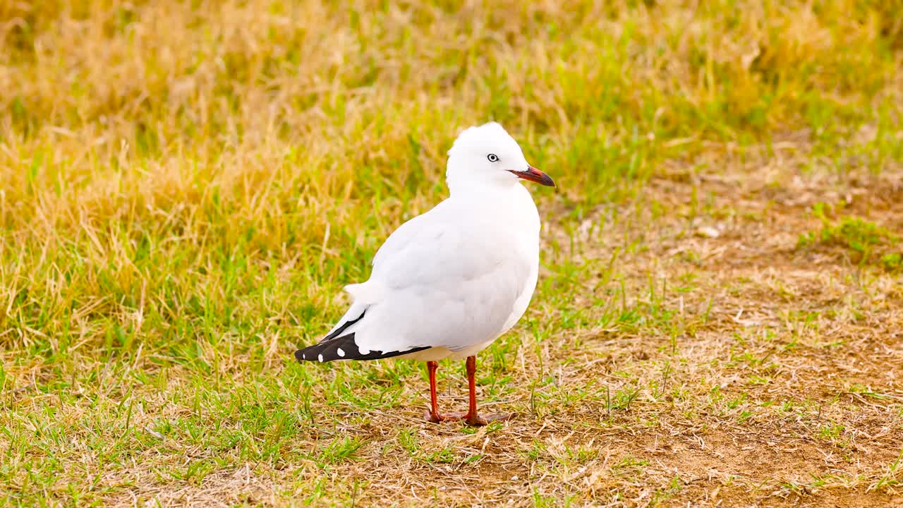A red-billed gull stands on grassy terrain in Ocean Grove, Victoria. Natural lighting highlights its white plumage against the earthy background