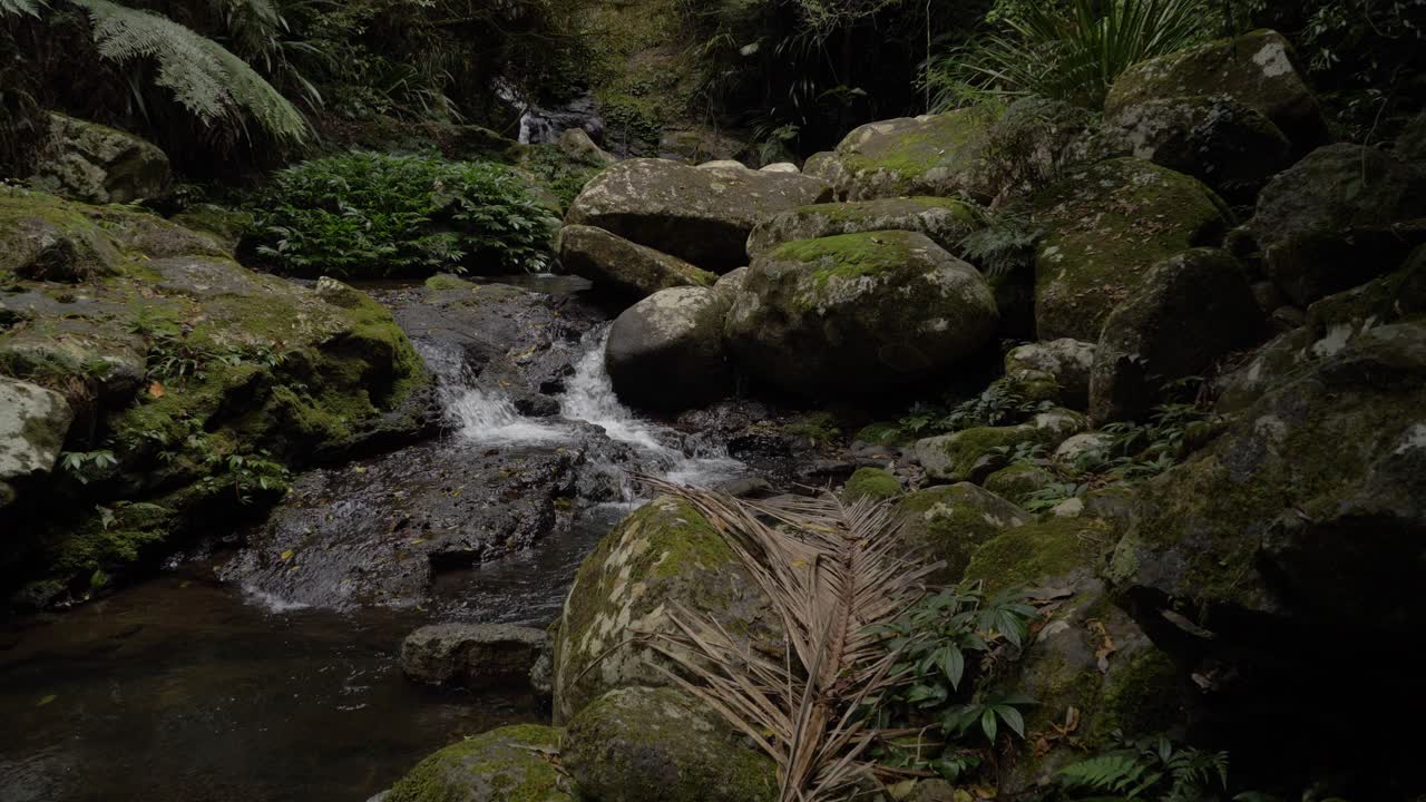 Bæk, der strømmer over mosklædte sten i Lamington Nationalparks skov – Gold Coast bagland i Australien.