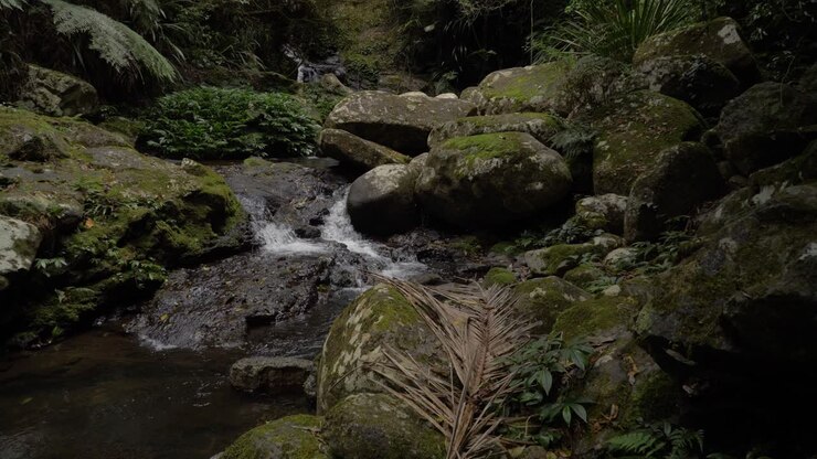 Avustralya'daki Gold Coast Hinterland'da, Lamington Milli Parkı Ormanı'nda yosunlu kayaların üzerinde akan dere.