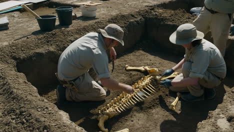 archaeologists excavating an ancient animal skeleton