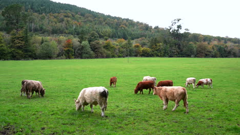 cows feeding on the rich green grass of the ravensdale forest park in ireland