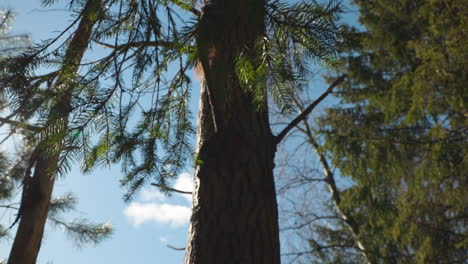 Squirrel-running-and-climbing-in-a-three,-searching-for-food