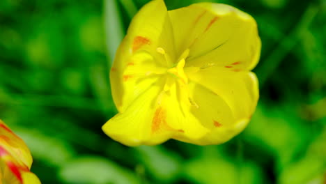 Primer-Plano-Extremo-De-Tulipanes-Amarillos-Con-Un-Fondo-Verde