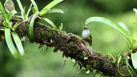 Glänzendes-Honeycrepper-Weibchen-Thront-Auf-Ast-Mit-Bromelia