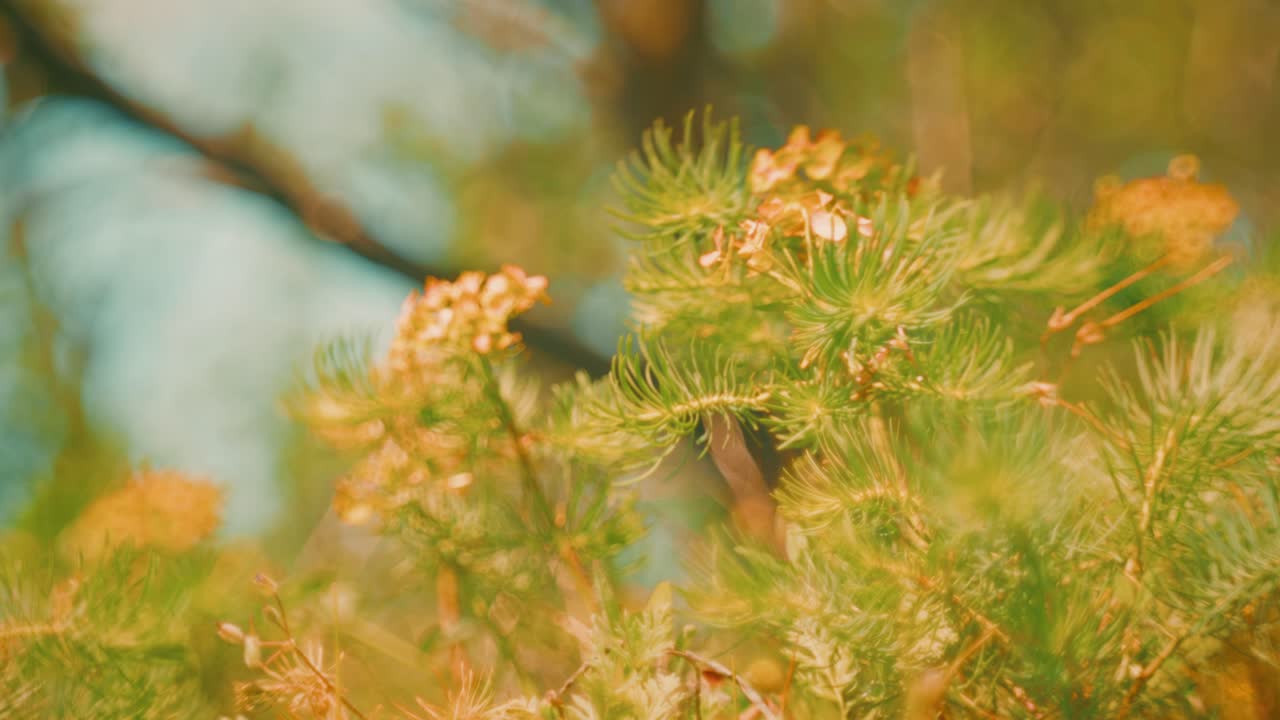 Beautiful wildflowers swaying in the wind, captured with a Petzval-style lens that adds a vintage, dreamy atmosphere with soft swirly bokeh and warm pastel tones.