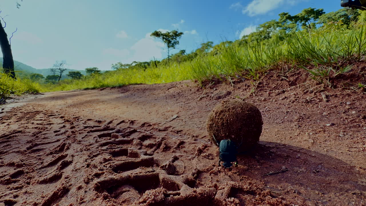 A dung beetle rolling a large ball of dung under a clear sky in a grassy area outdoors