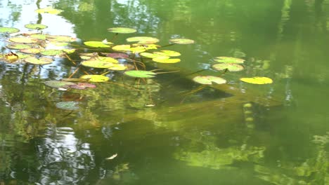 water lilies floating on water with fish in garden of korean temple in autumn