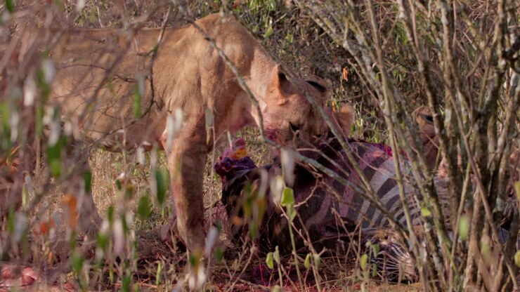 Wide shot of pride of lions feeding on a zebra kill during the morning